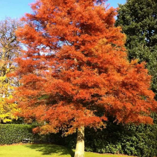 Metasequoia glyptostroboides / Dawn Redwood