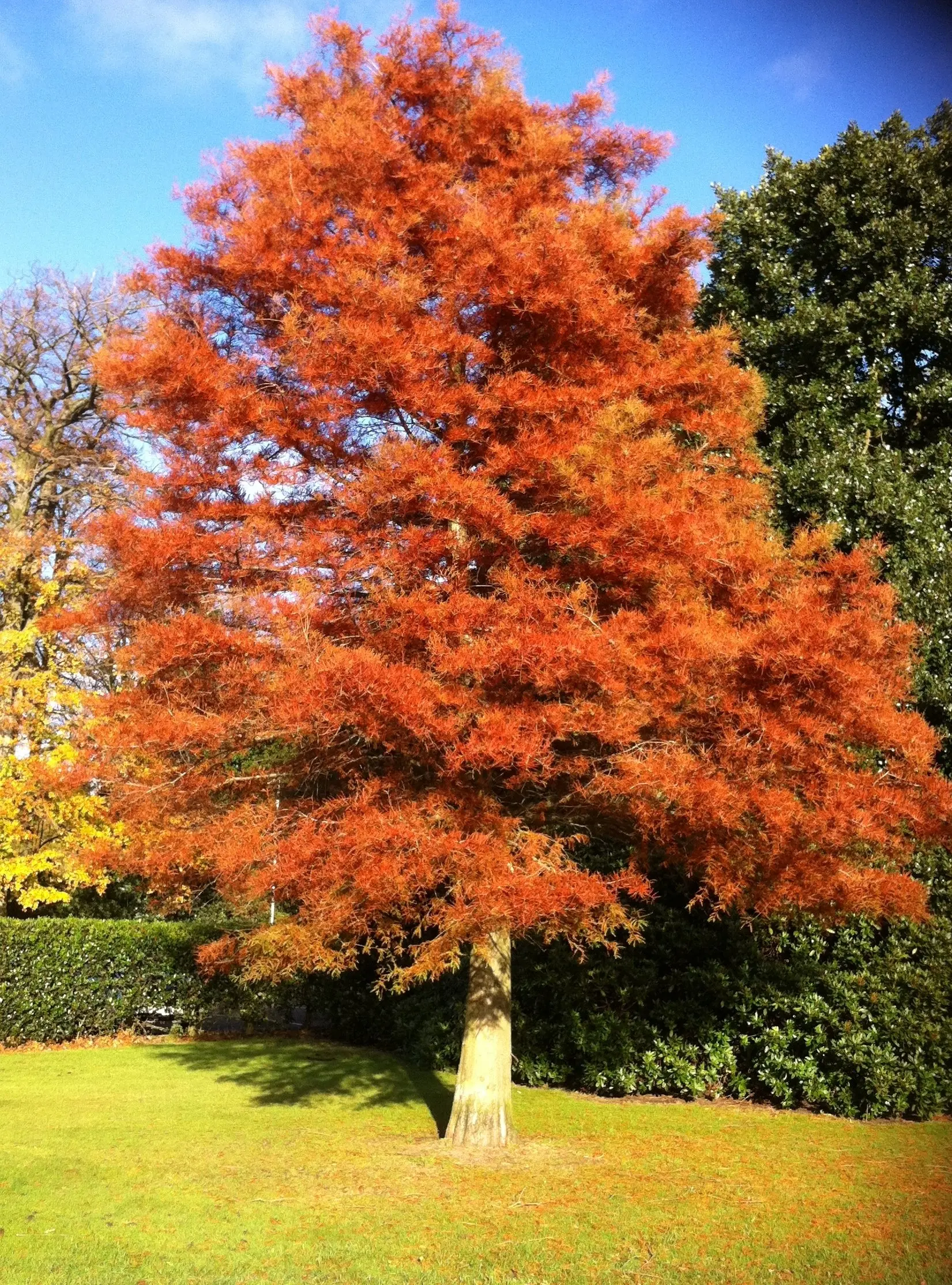 Metasequoia glyptostroboides / Dawn Redwood