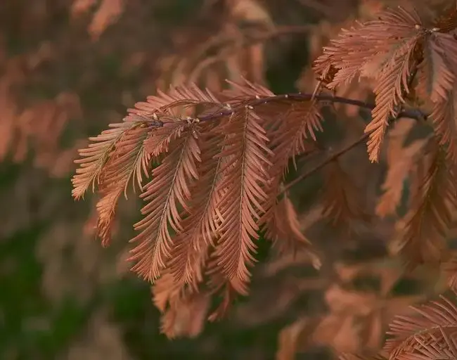 Metasequoia glyptostroboides / Dawn Redwood