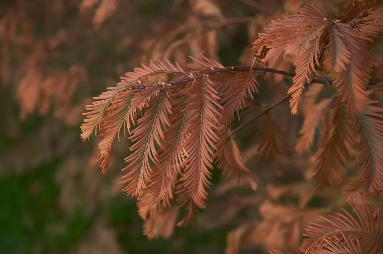 Metasequoia glyptostroboides / Dawn Redwood