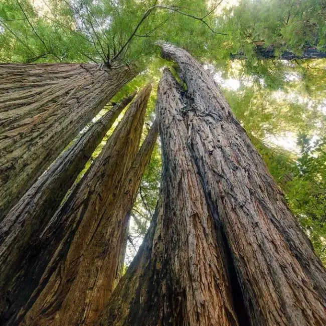 Metasequoia glyptostroboides / Dawn Redwood