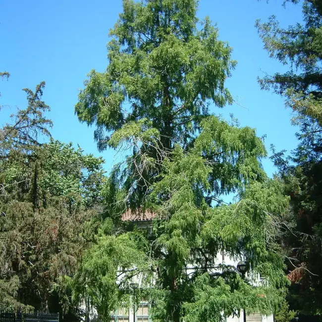 Metasequoia glyptostroboides / Dawn Redwood