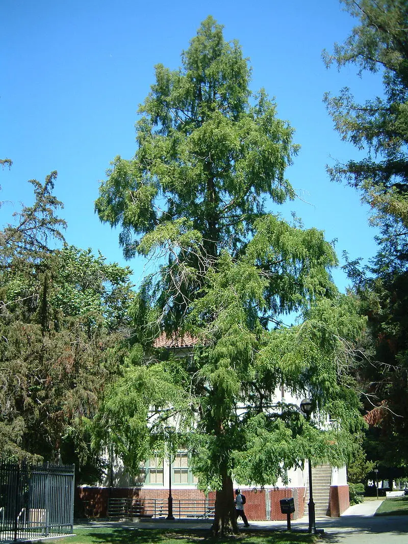 Metasequoia glyptostroboides / Dawn Redwood