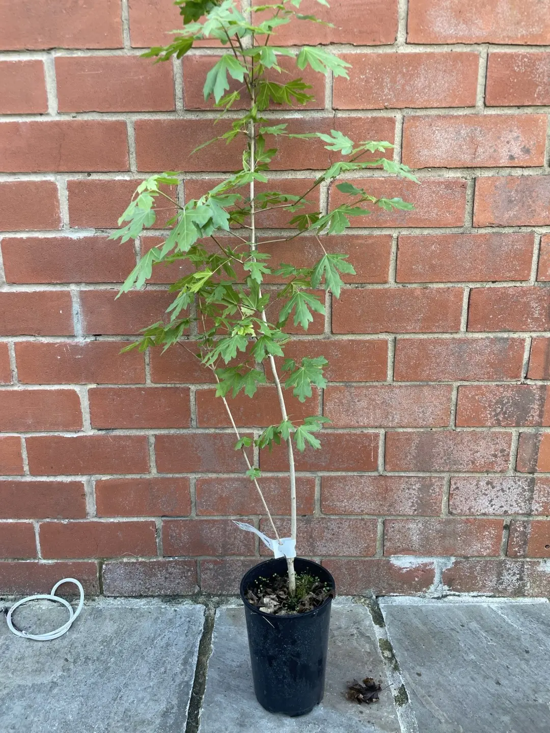 Field Maple Tree (2L)