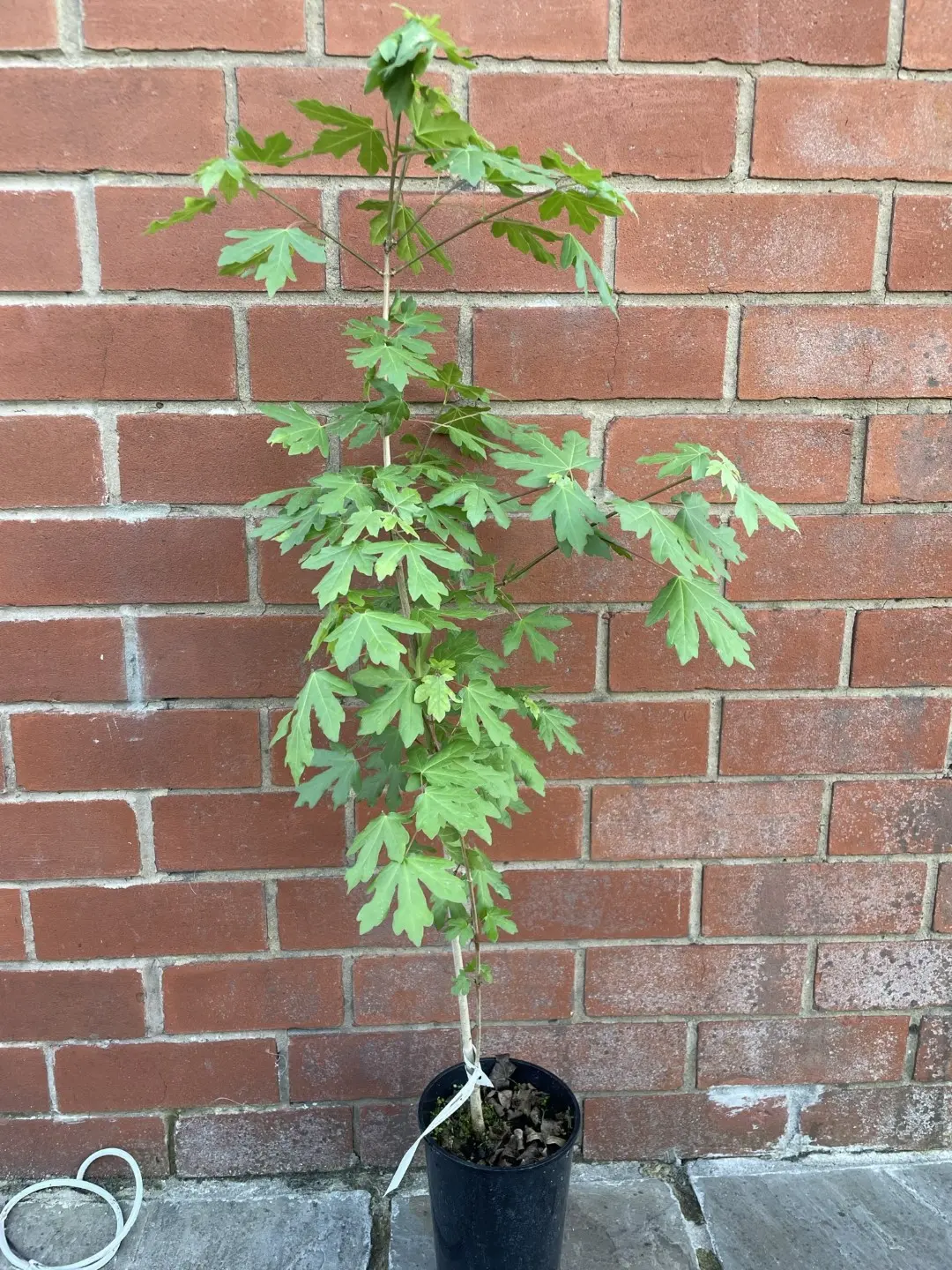 Field Maple Tree (2L) - Image 7