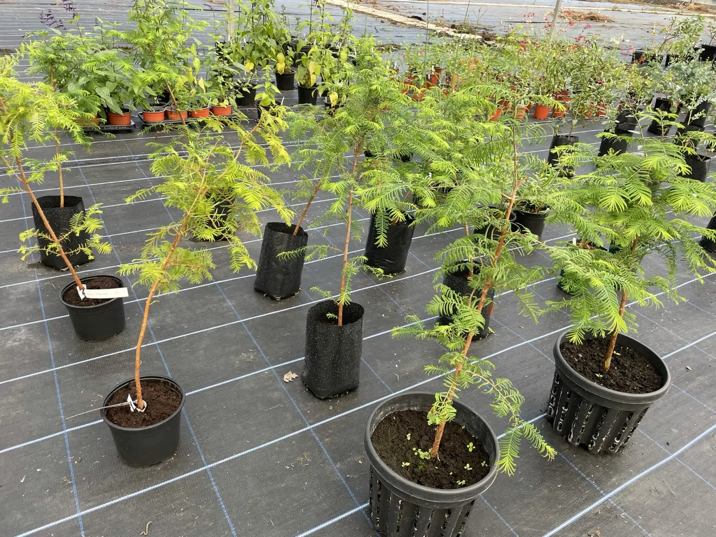 Metasequoia glyptostroboides / Dawn Redwood Trees at Yarrow Gardens