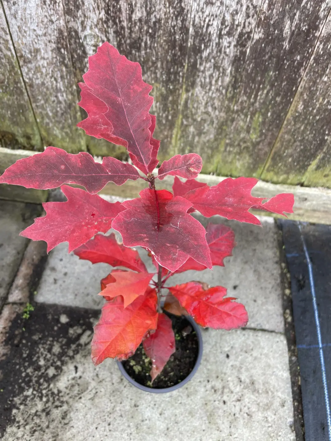 Quercus rubra / Red Oak Tree
