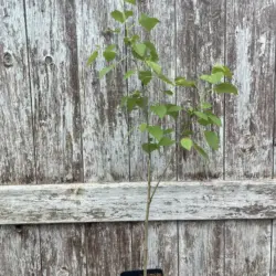 Black Poplar Tree 80/100cm (P9T)
