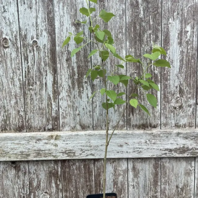 Black Poplar Tree 80/100cm (P9T)