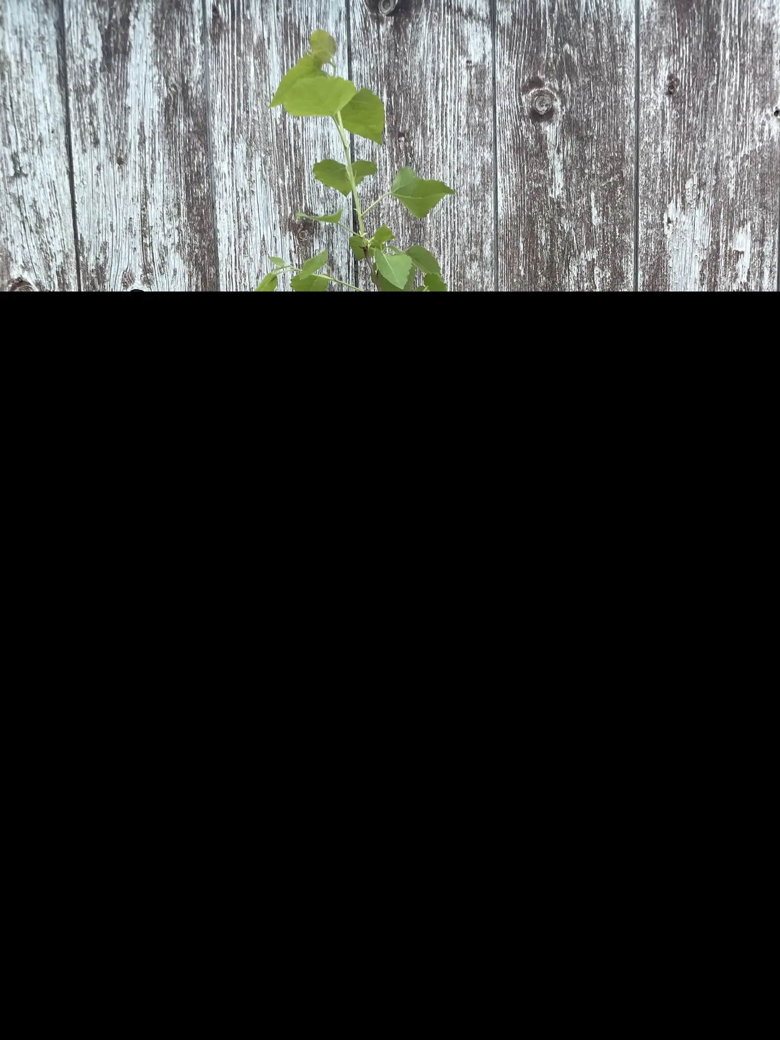Black Poplar Tree 60/80cm (P9T)