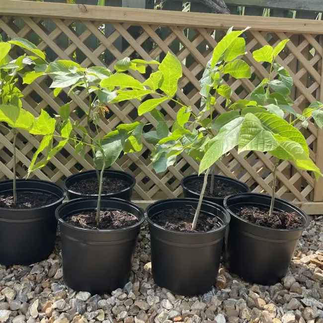 Black Walnut / Juglans nigra
