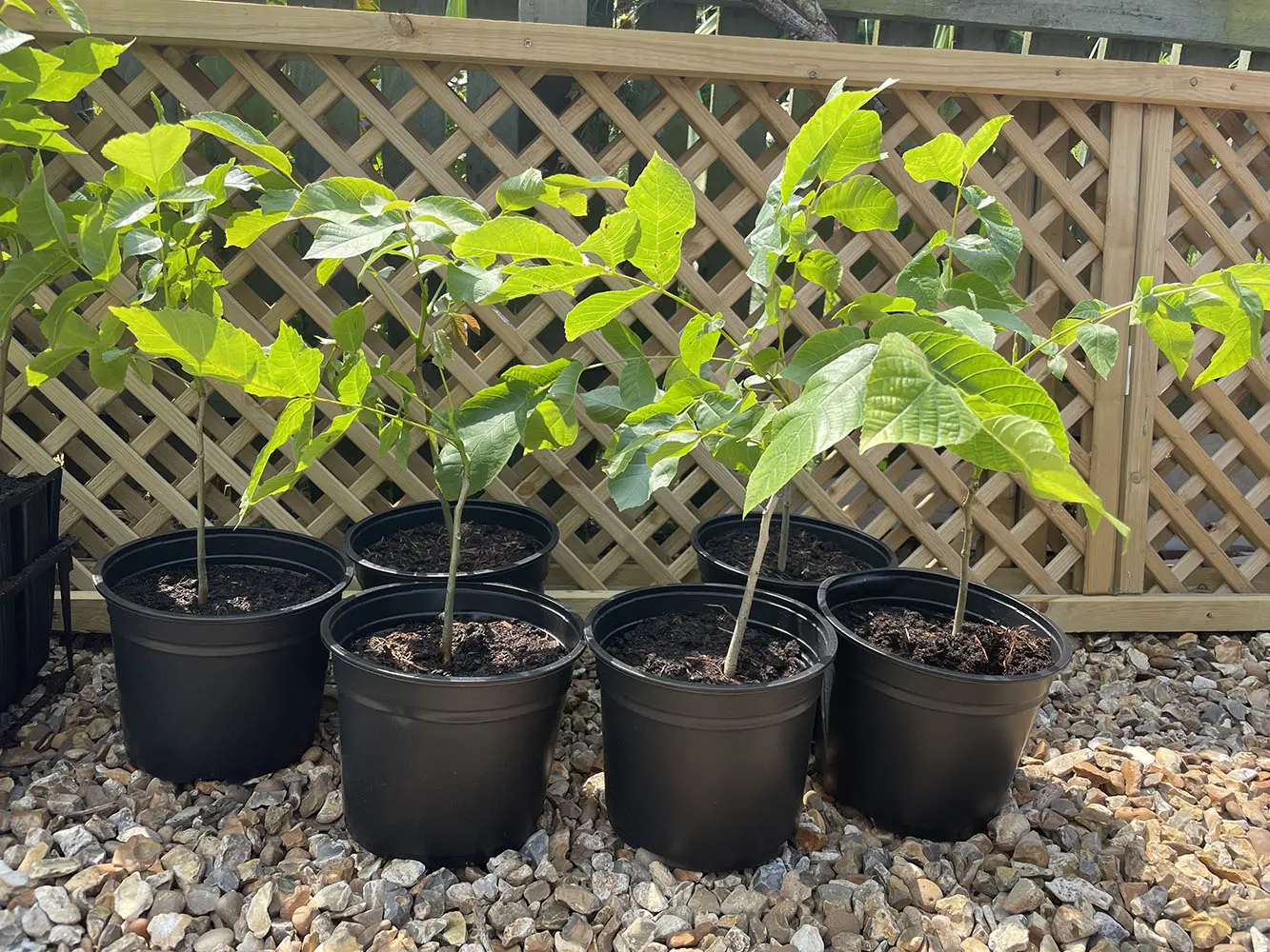 Black Walnut / Juglans nigra