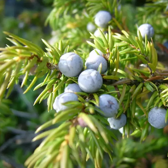 Flaky Juniper Bush - Bonsai Starter (2L) - Image 4