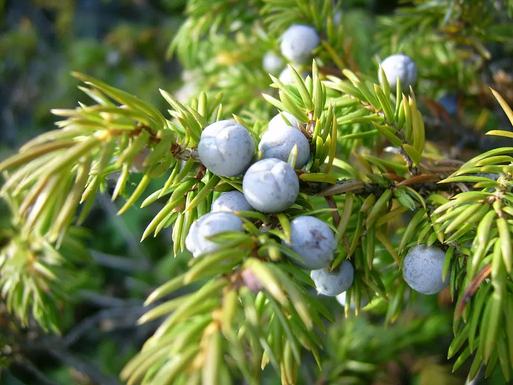 Common Juniper Bush 20/40cm (Cell) - Image 3