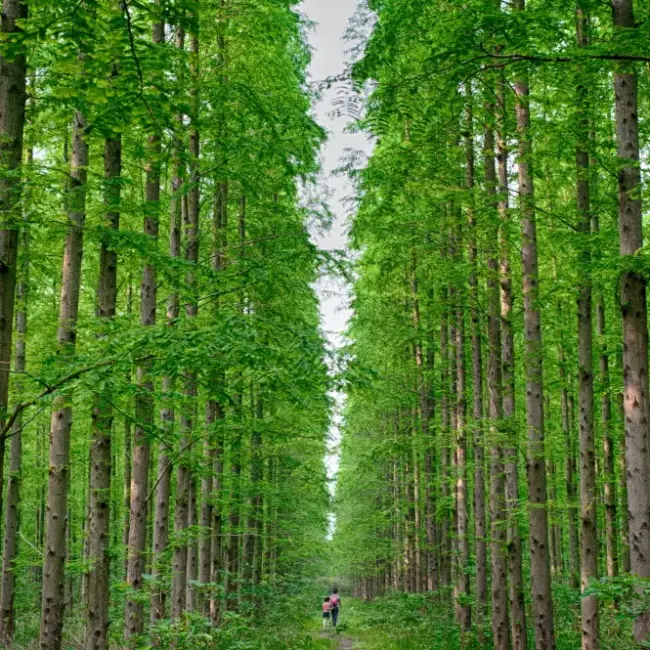 Metasequoia glyptostroboides / Dawn Redwood