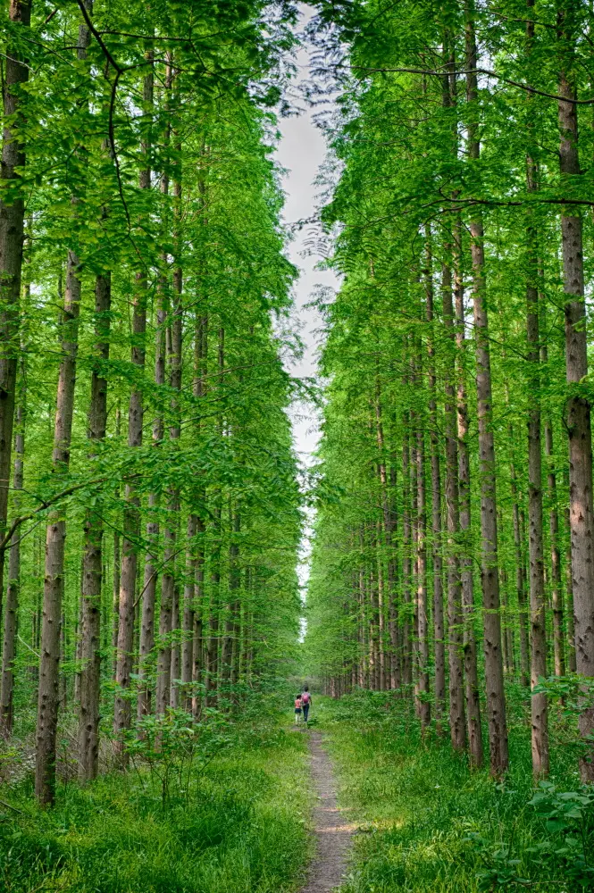 Metasequoia glyptostroboides / Dawn Redwood