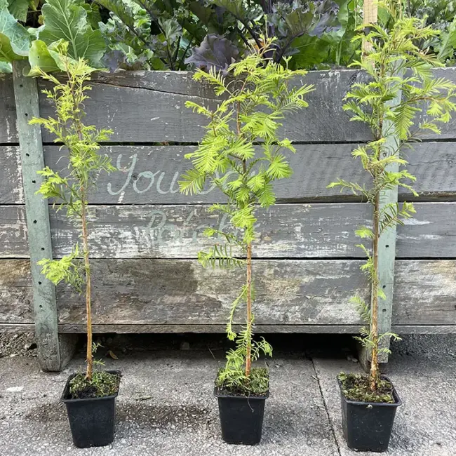 Metasequoia glyptostroboides / Dawn Redwood