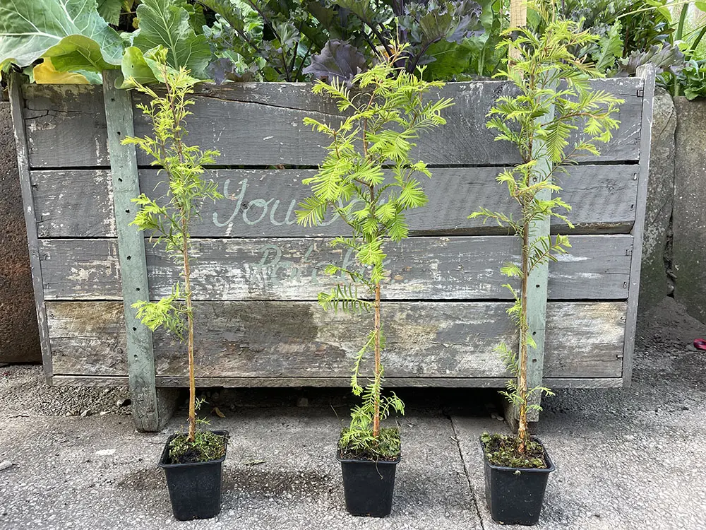 Metasequoia glyptostroboides / Dawn Redwood