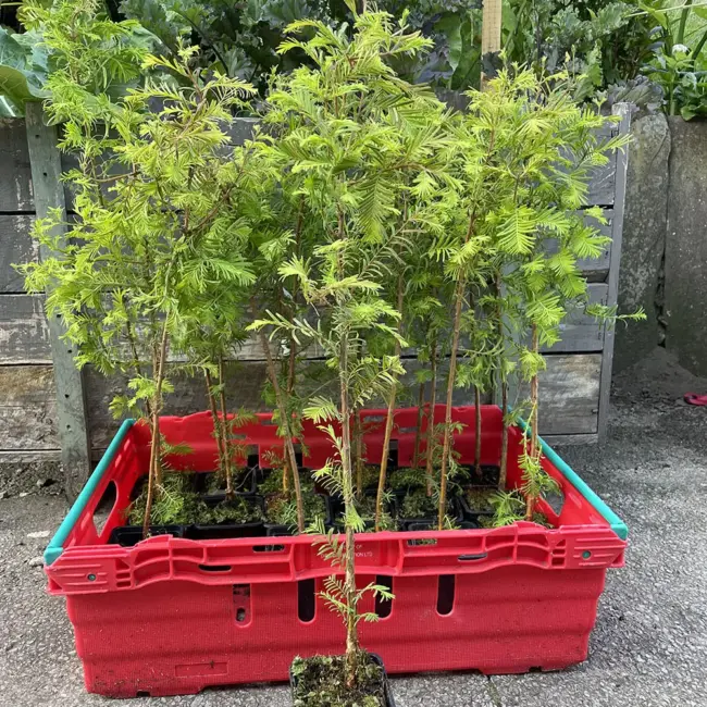 Metasequoia glyptostroboides / Dawn Redwood