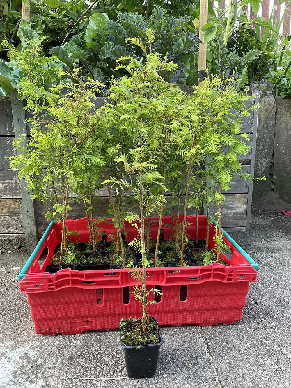 Metasequoia glyptostroboides / Dawn Redwood