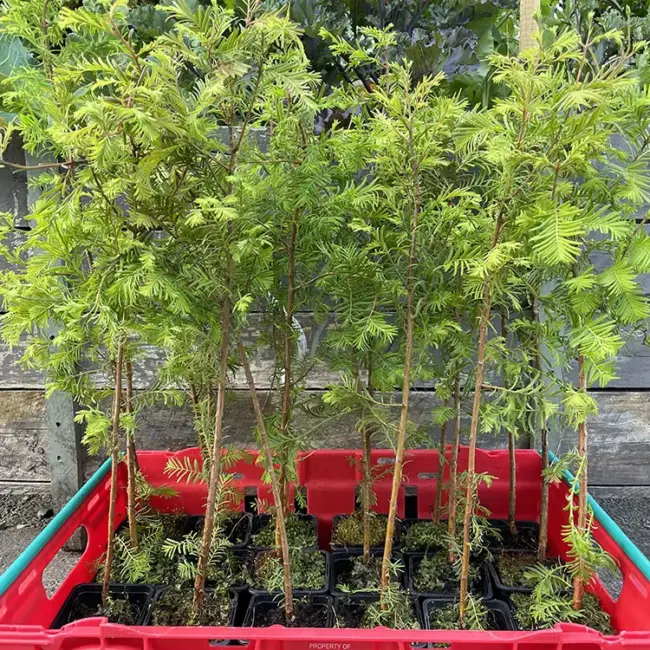 Metasequoia glyptostroboides / Dawn Redwood