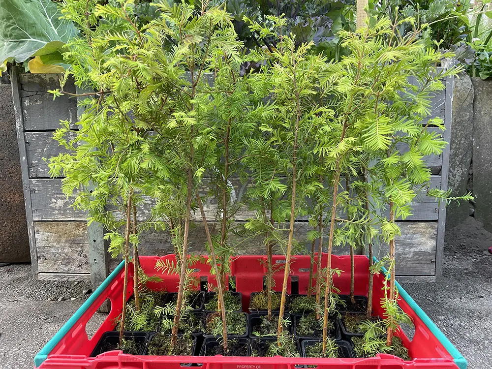 Metasequoia glyptostroboides / Dawn Redwood