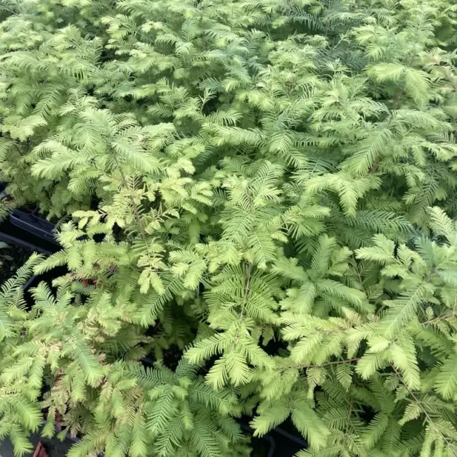 Metasequoia glyptostroboides - Dawn Redwood Trees (P9)