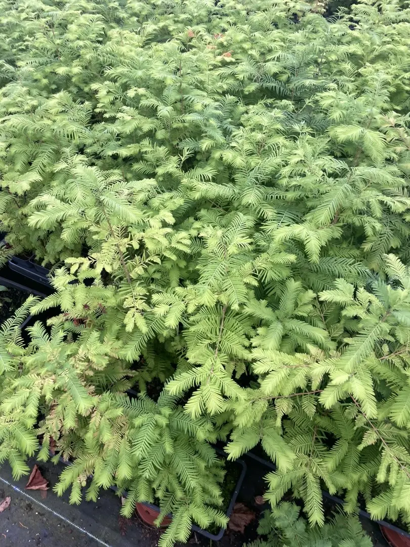 Metasequoia glyptostroboides - Dawn Redwood Trees (P9)