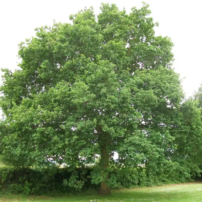 Oak Tree