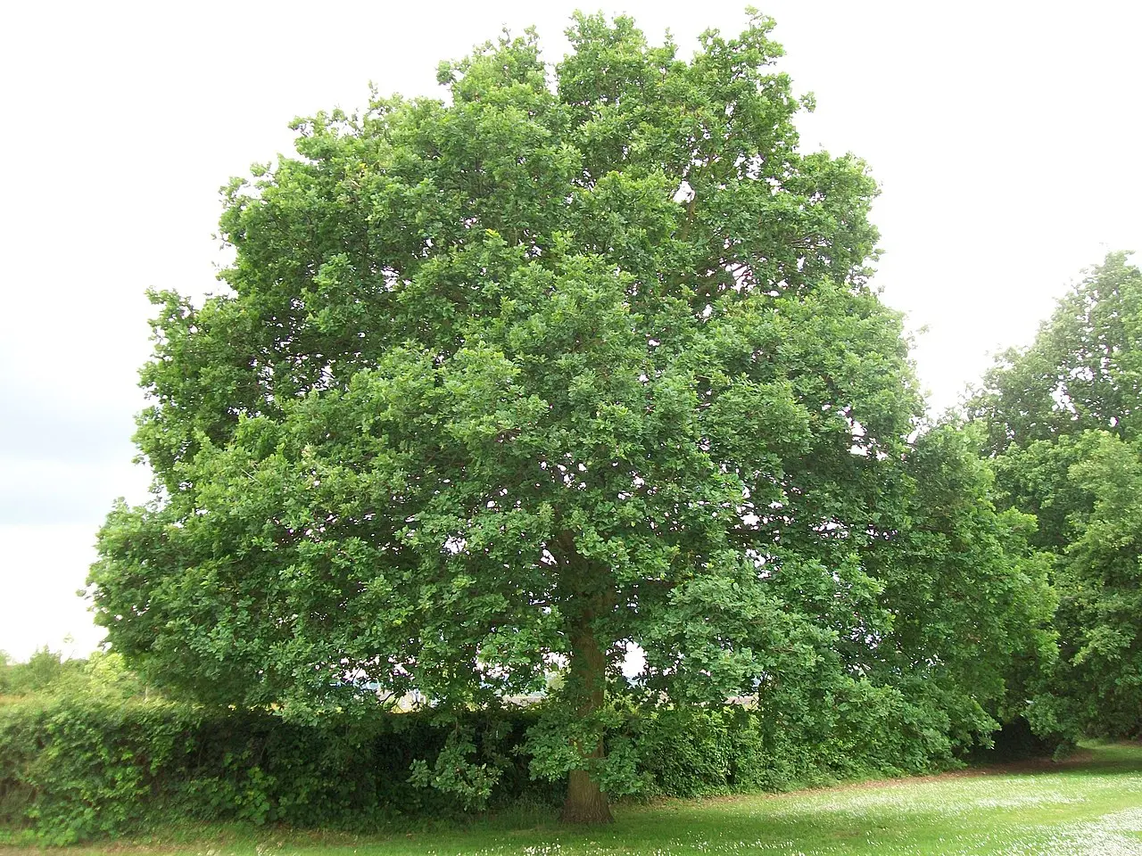 Oak Tree