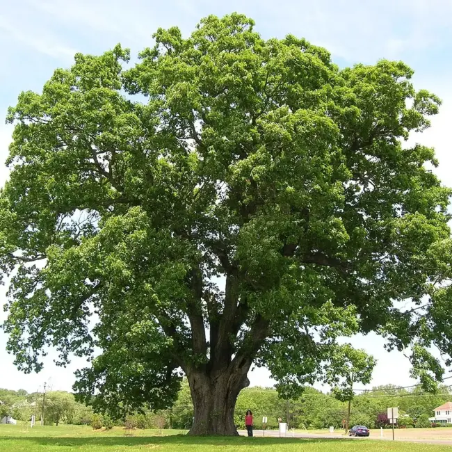 Oak Tree