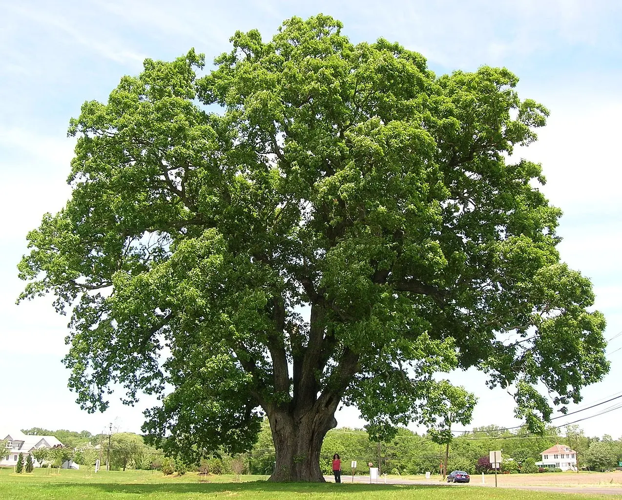 Oak Tree