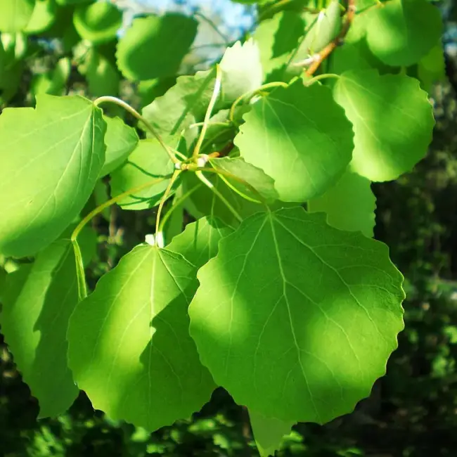 Populus tremula