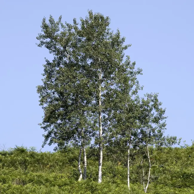 Populus tremula