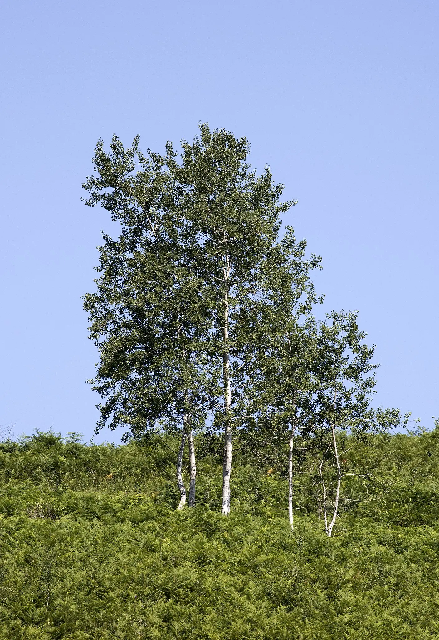 Populus tremula