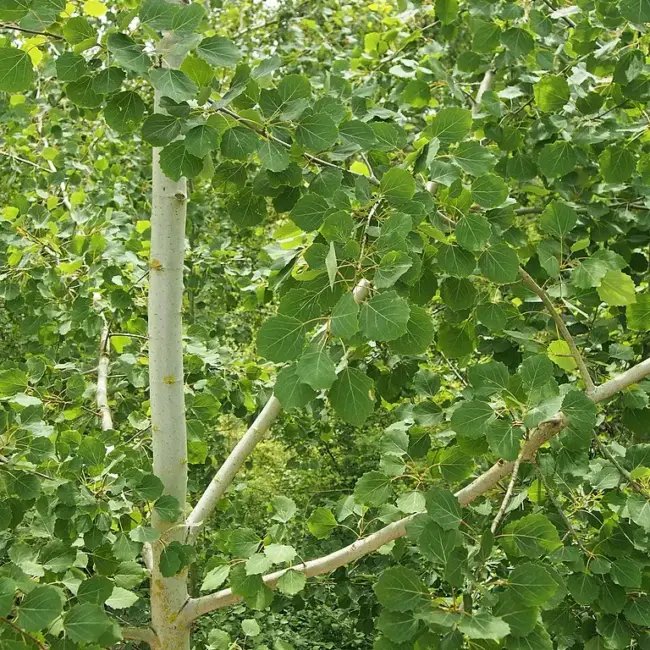 Populus tremula