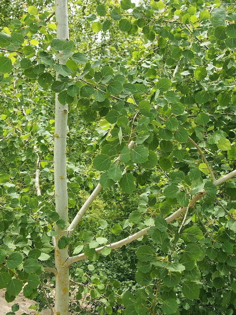 Populus tremula