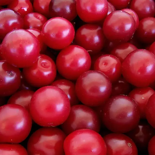 Prunus cerasifera - Cherry Plum