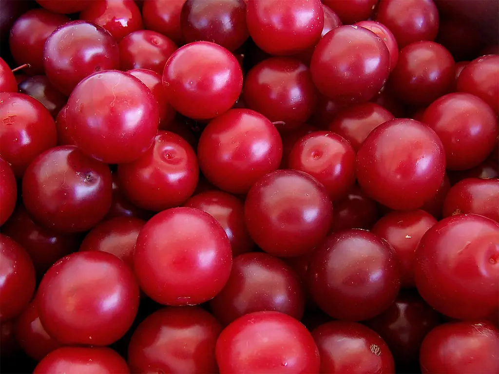 Prunus cerasifera - Cherry Plum