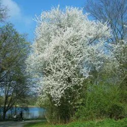 Prunus cerasifera - Cherry Plum