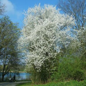 Prunus cerasifera - Cherry Plum
