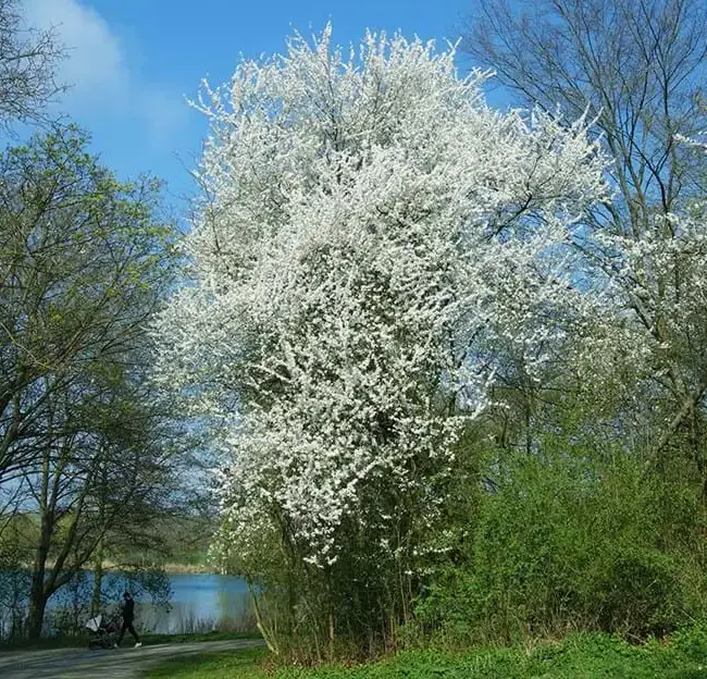 Prunus cerasifera - Cherry Plum