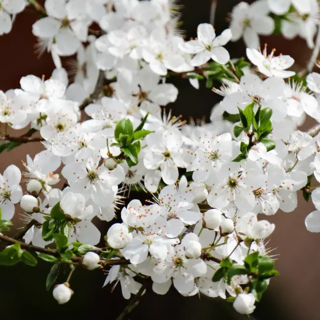 Prunus cerasifera - Cherry Plum