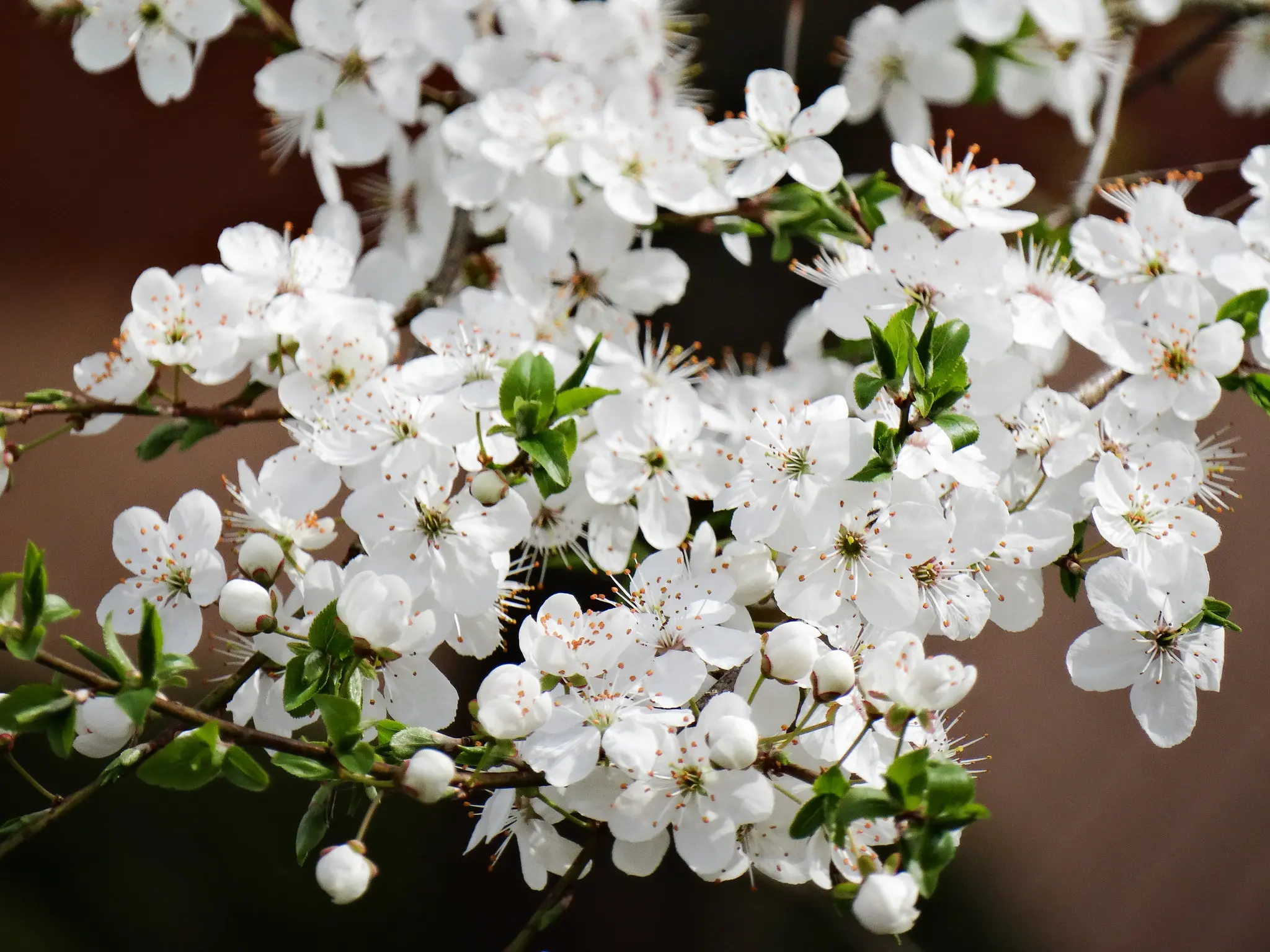 Prunus cerasifera - Cherry Plum