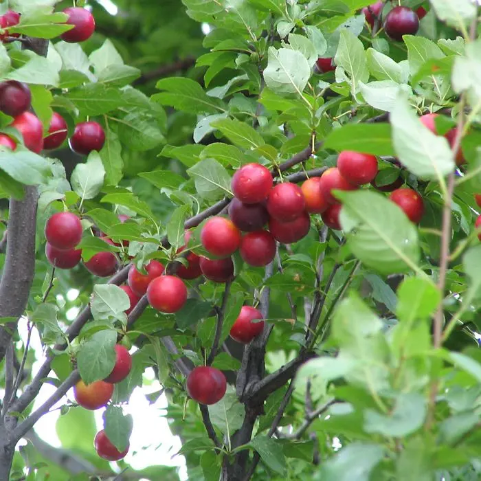 Cherry Plum Tree 80/100cm (2L) - Image 3