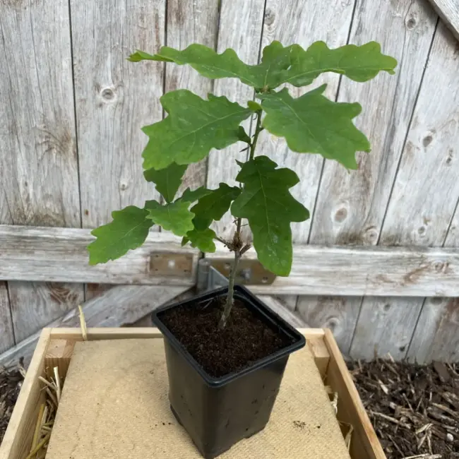 English Oak Tree 20/40cm (P9) - Image 3