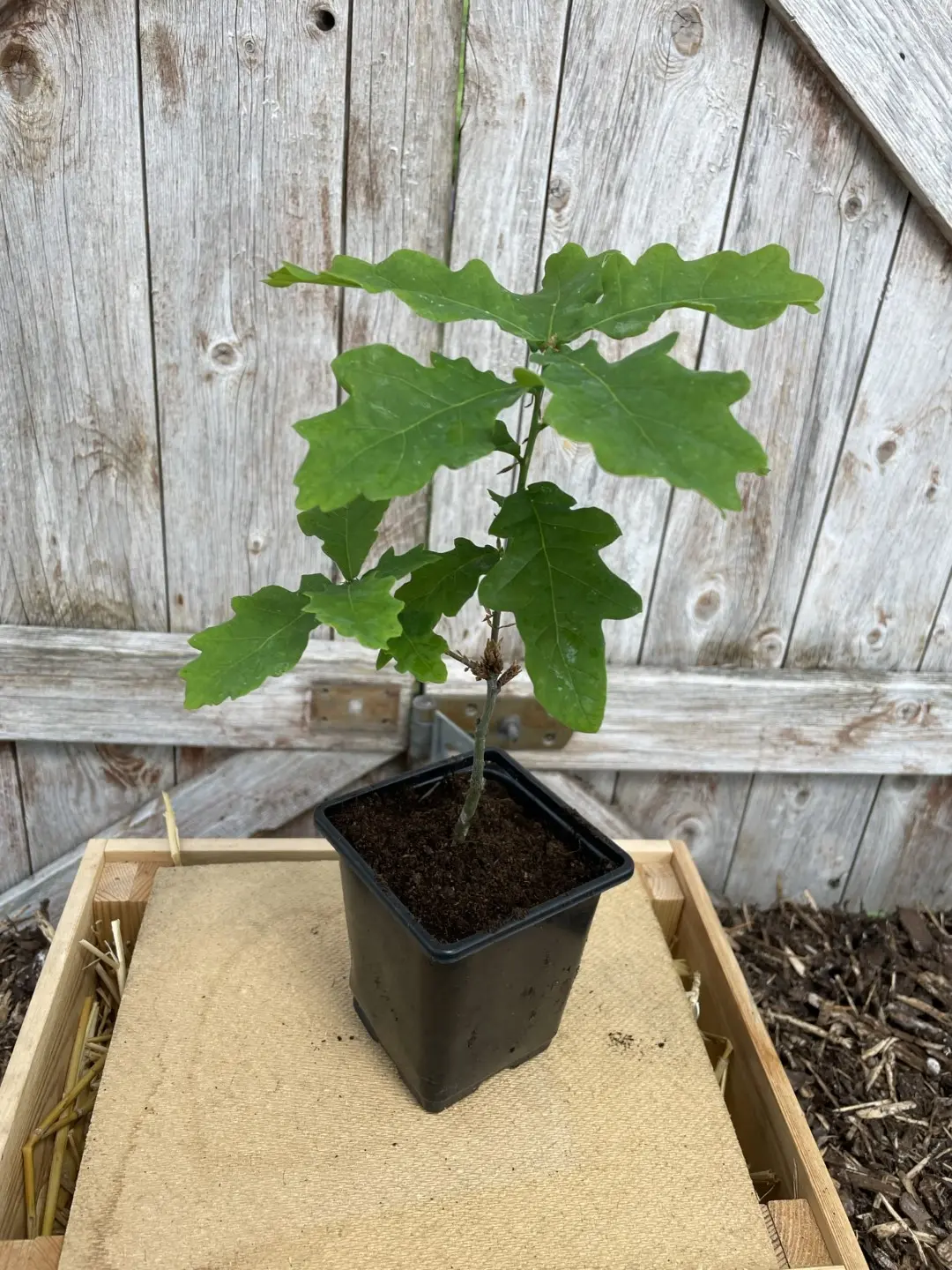 English Oak Tree 20/40cm (P9) - Image 3