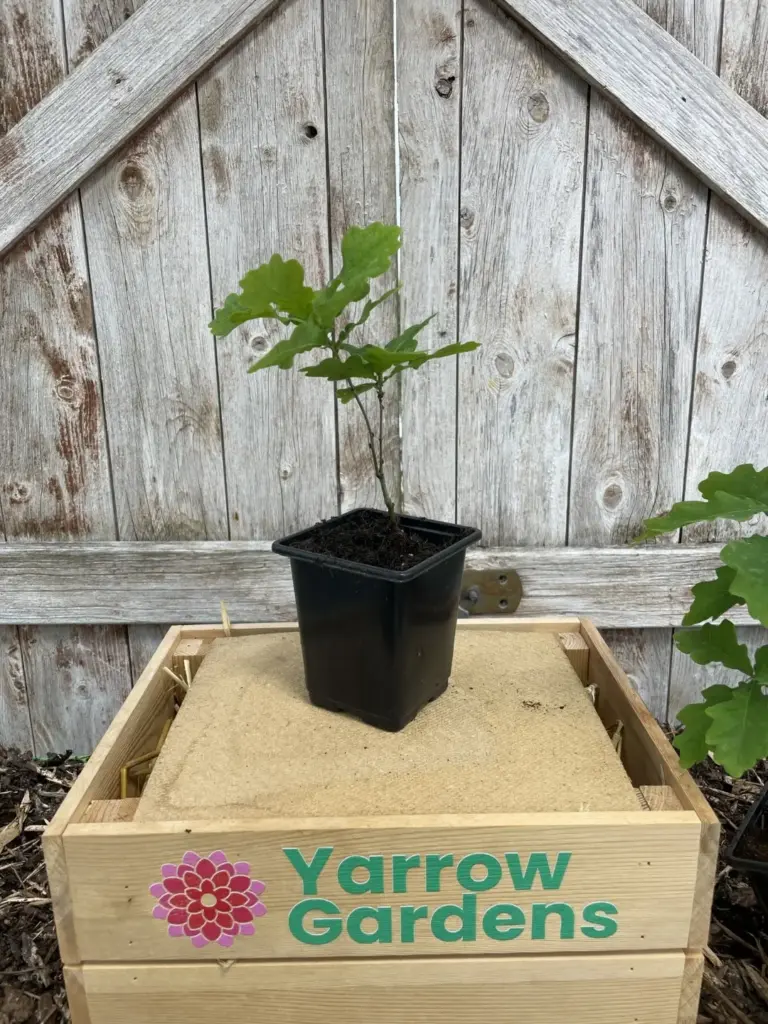 English Oak Tree 20/40cm (P9)