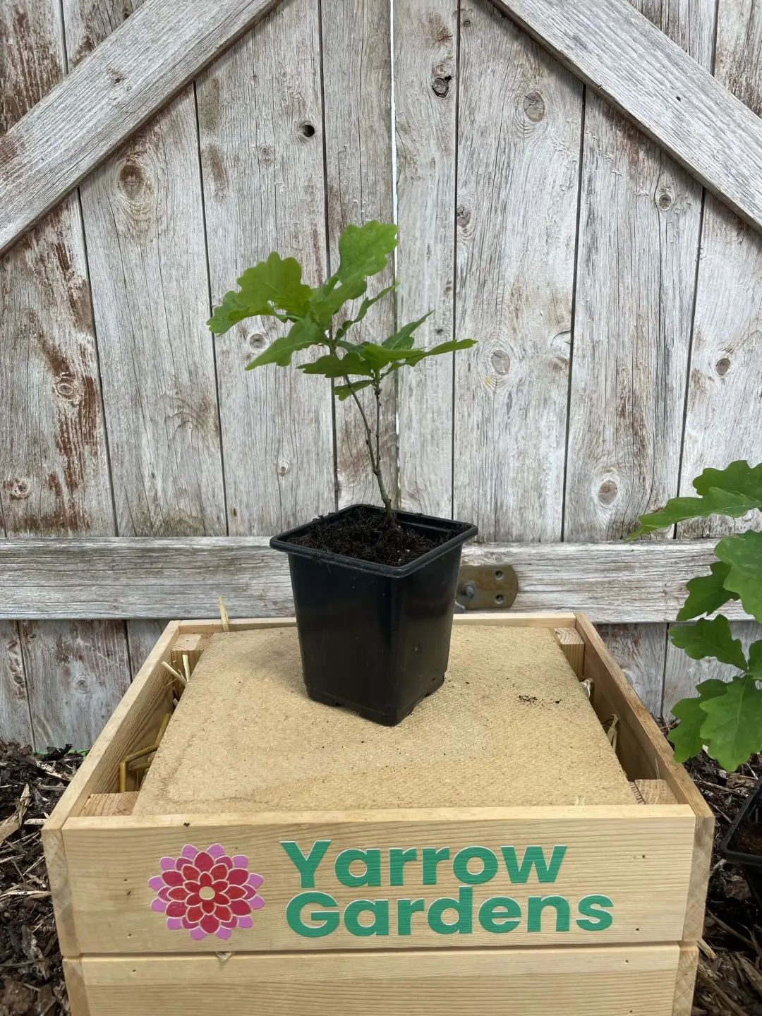 English Oak Tree 20/40cm (P9)