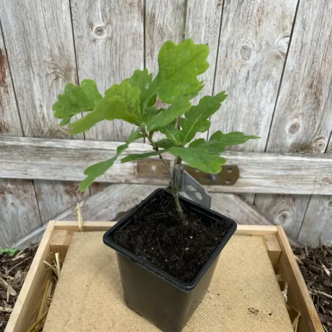 English Oak Tree 20/40cm (P9) - Image 4